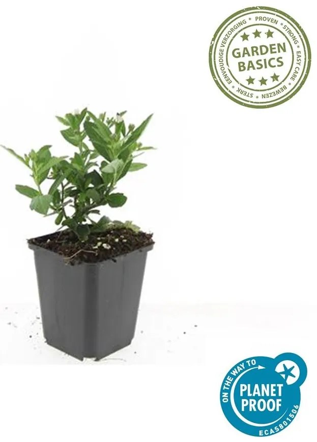 48x Aster ageratoides'Stardust'-↕10-25cm - Ø9cm