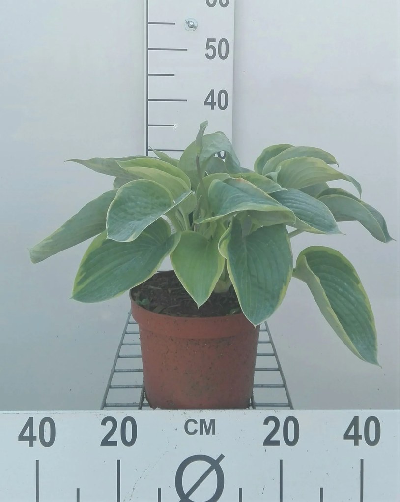 Hosta'Frances Williams'- pot 3L