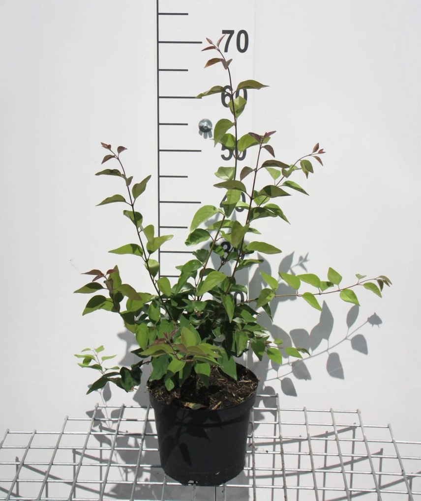 Syringa microphylla 'Superba' - pot - 40-50 cm