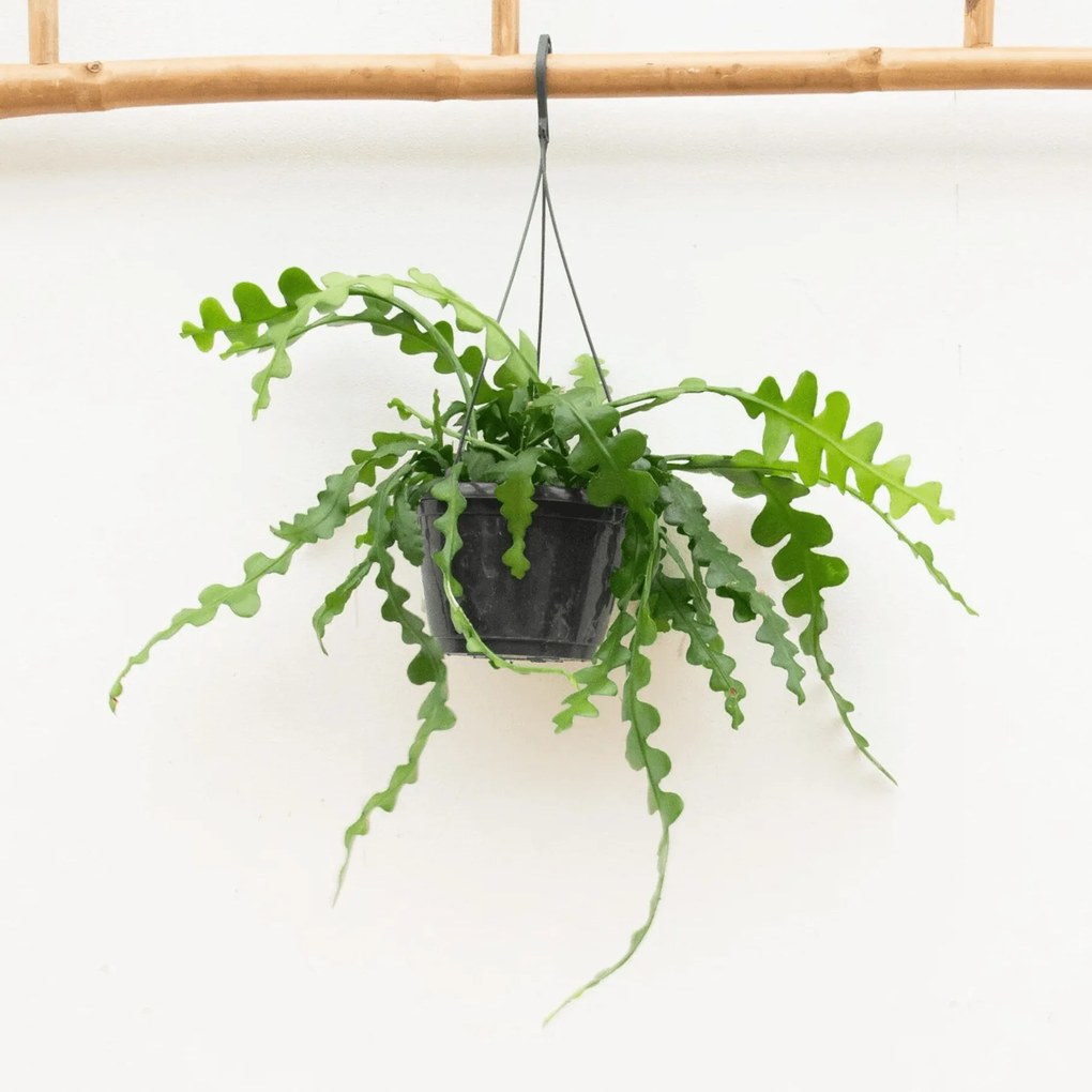 Hangplant Epiphyllum Anguliger - 35cm