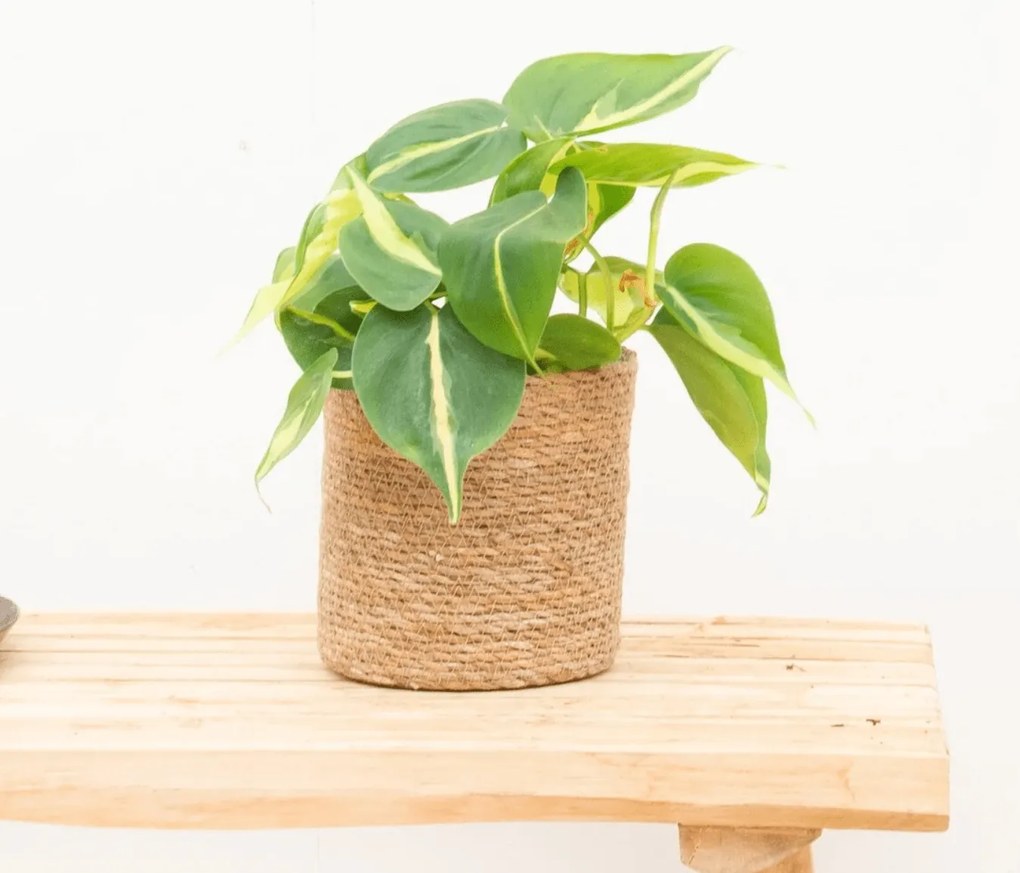 Philodendron Brasil  - 20 cm
