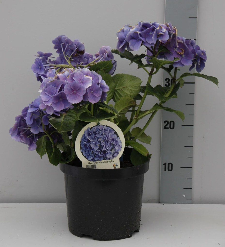 Hydrangea macrophylla - blauw - pot - 25-30 cm -