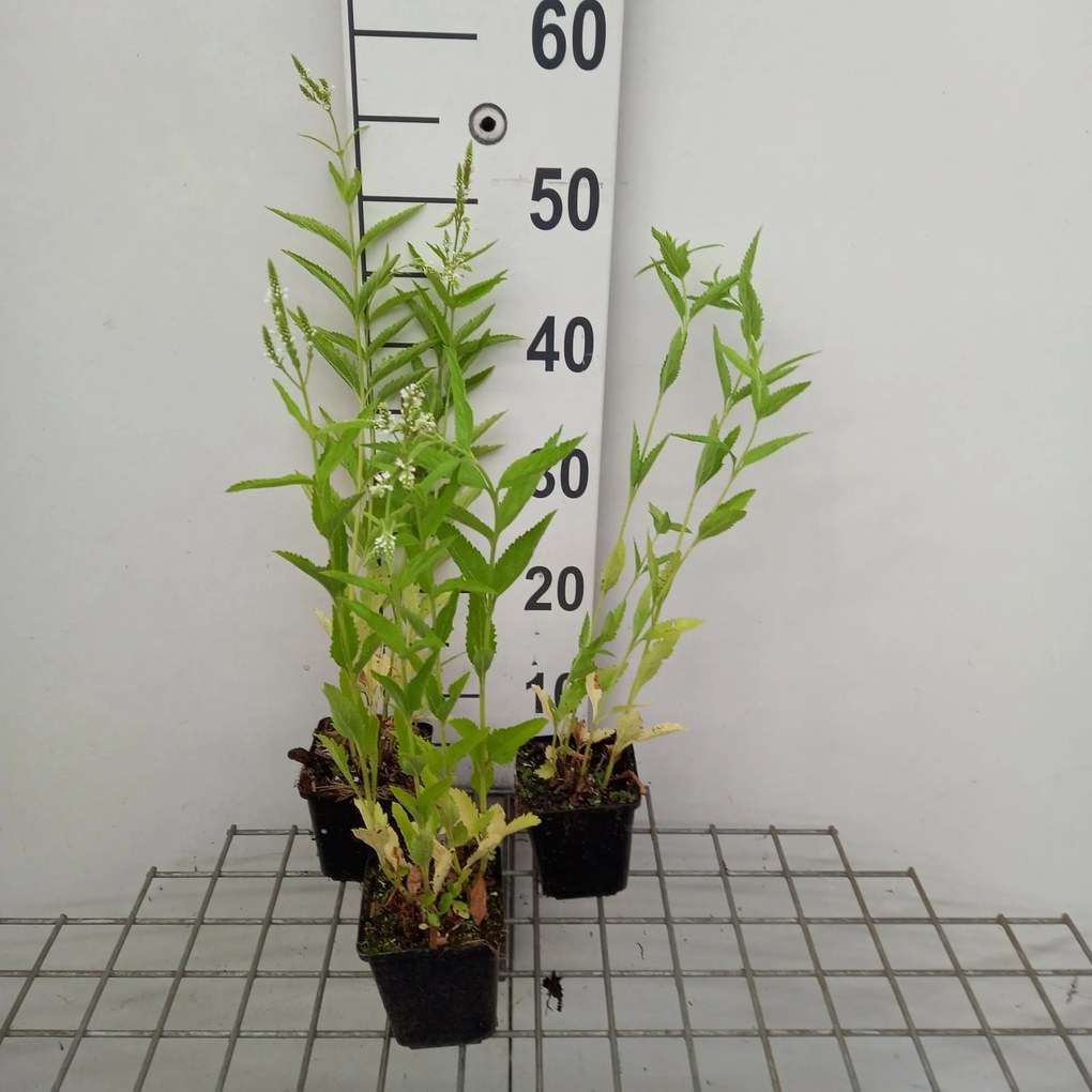 Verbena hastata 'Alba' - pot 9x9 cm