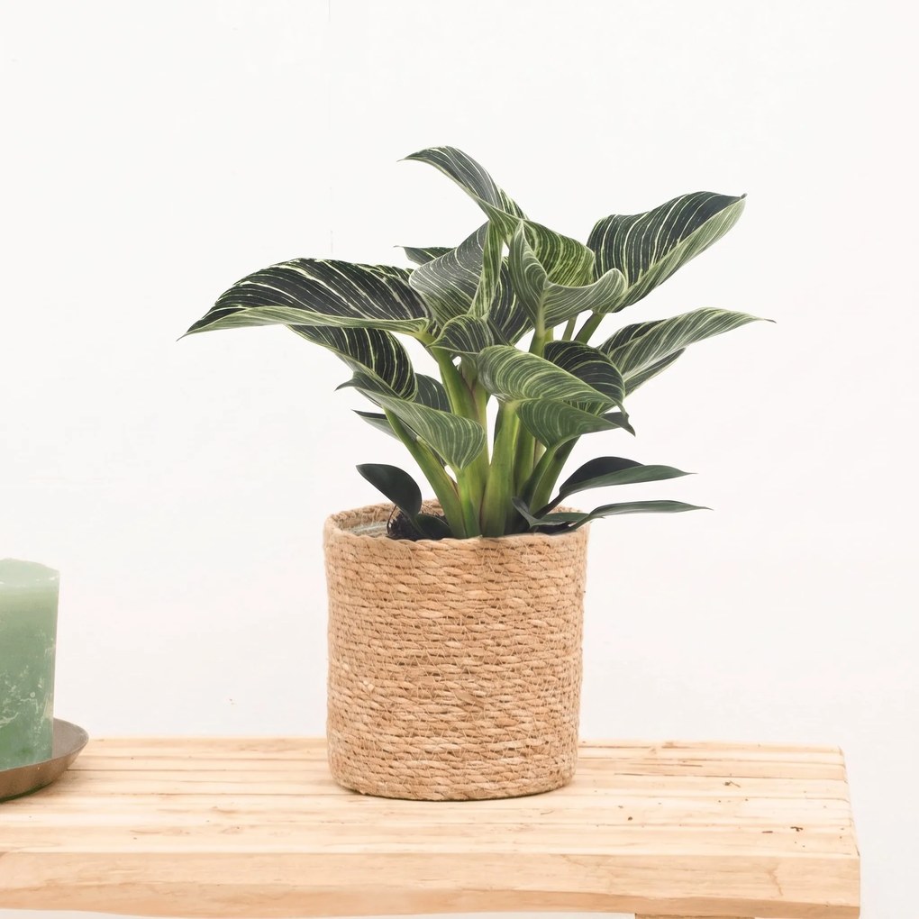 Philodendron White Wave - 30cm
