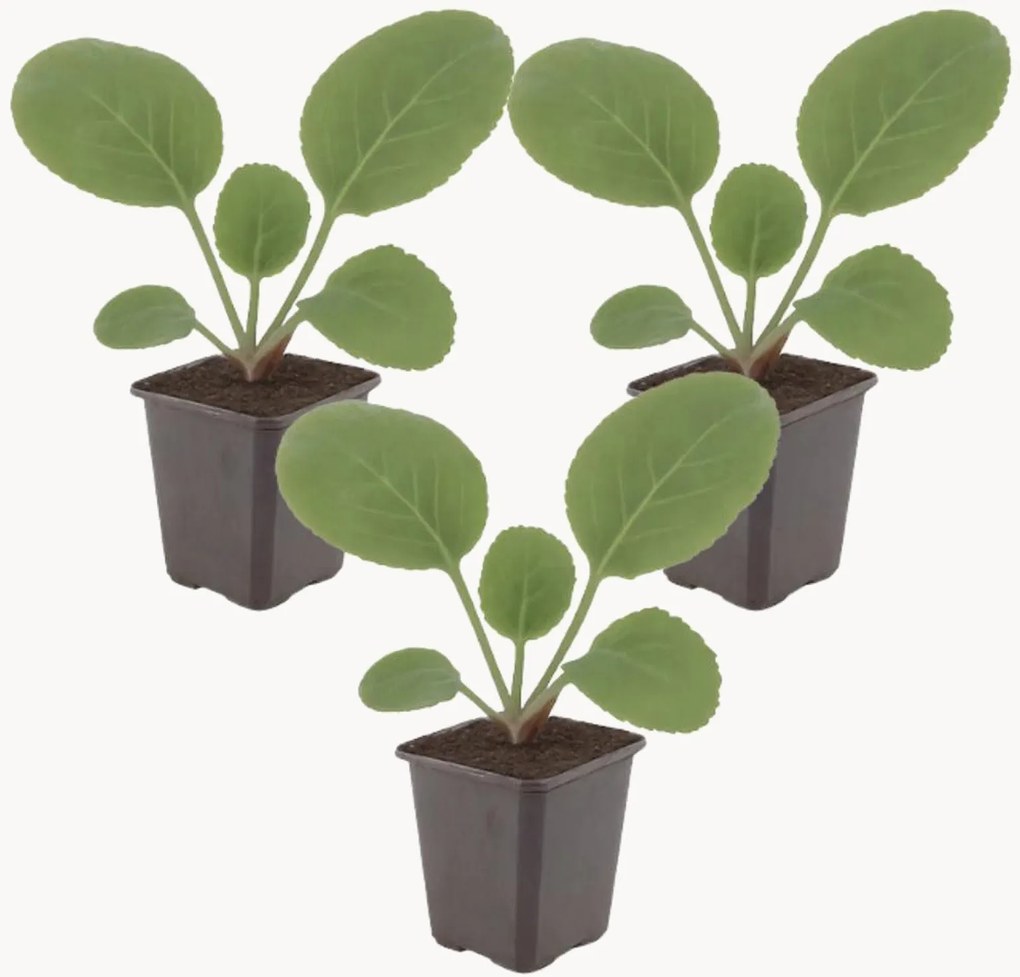 Planten Bergenia Bergenia cordifolia, 3-delig
