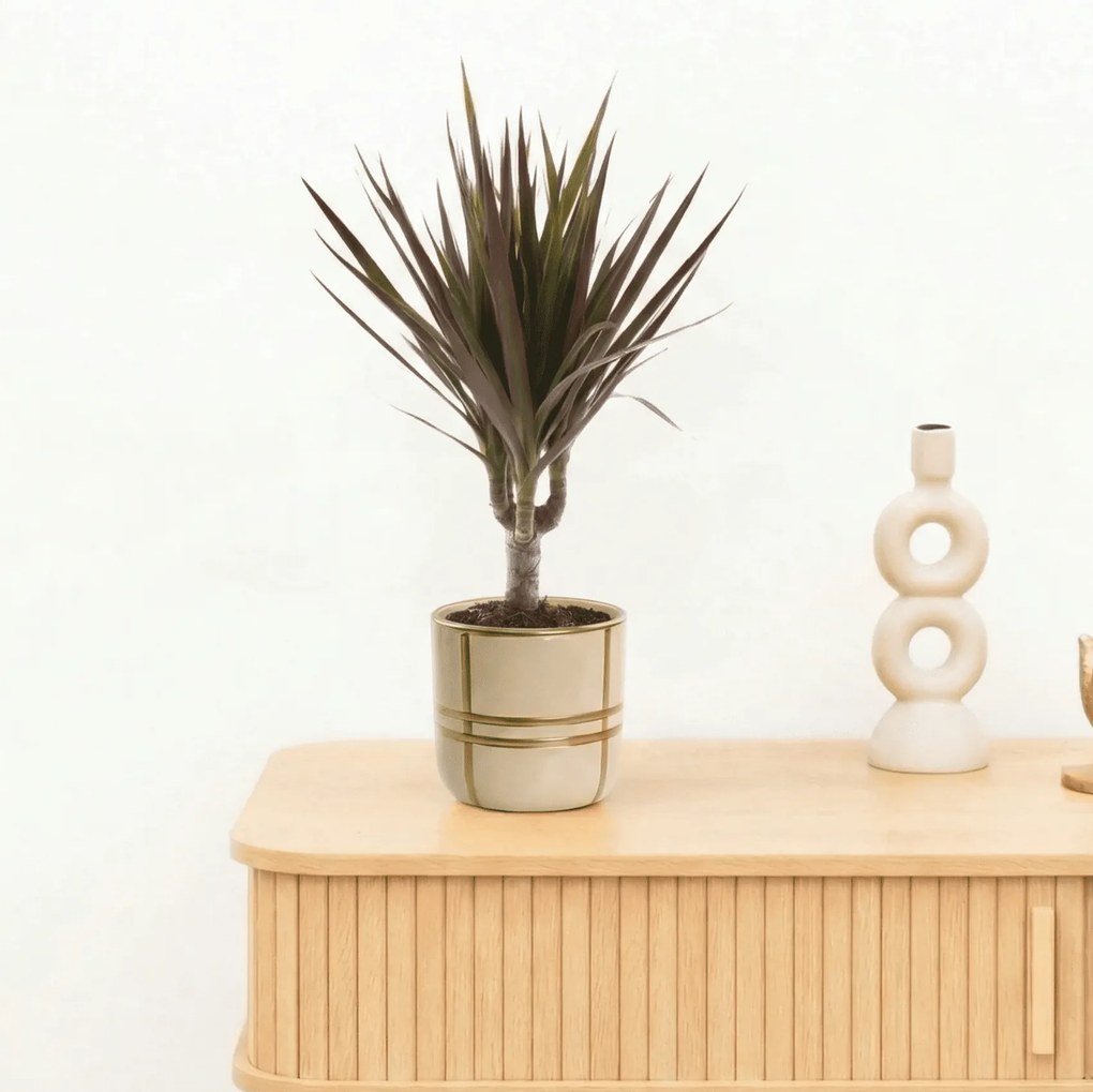 Bambino Dracaena Magenta - 30cm