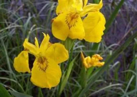 6 x Iris Pseudacorus - Gele Iris pot 9x9cm