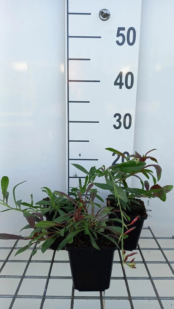 Gaura lindheimeri 'Harrosy' (Rosy Jane) - pot 9x9 cm -