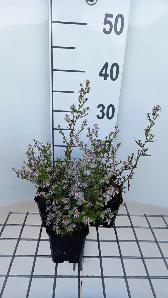 Aster ericoides 'Erlkönig' - pot 9x9 cm