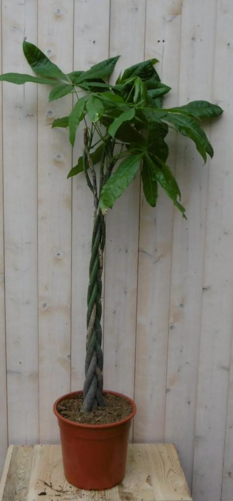 Kamerplant Geldboom op gevlochten stam 120 cm
