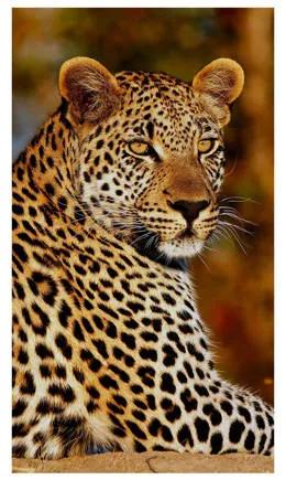 Leopard strandlaken (100x180)