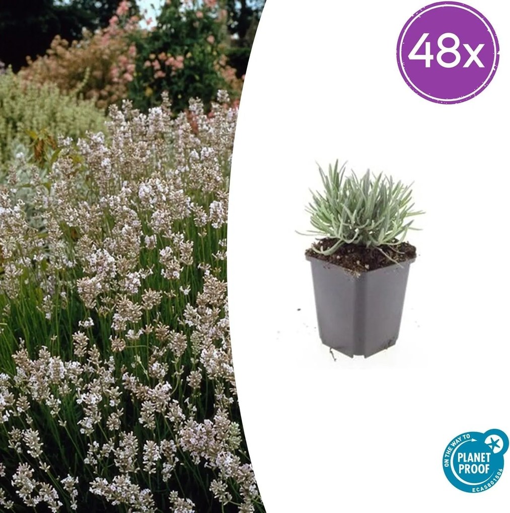 Lavandula Intermedia 'Edelweiss' - 20cm