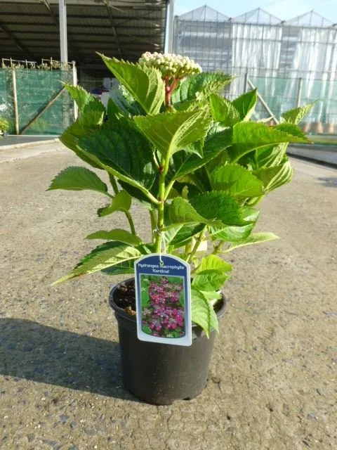 Hydrangea macrophylla 'Kardinal' - pot - 25-30 cm