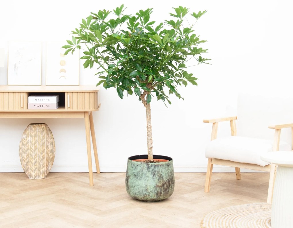 Schefflera op stam - 150cm