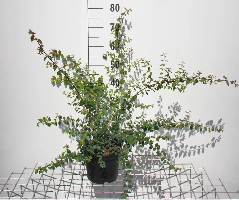 Symphoricarpos x chenaultii 'Hancock' - pot 3L - 50-60 cm