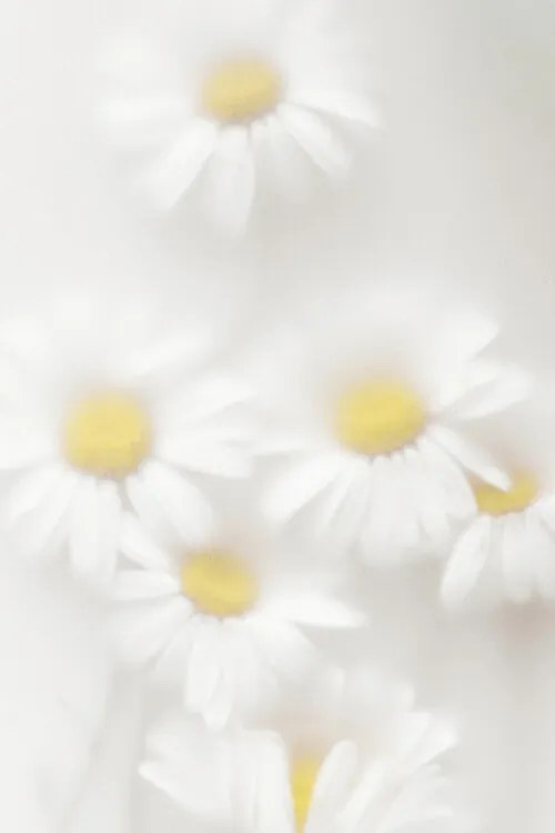 Foto Daisies, Magda Izzard