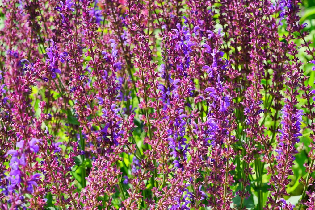 Salvia x sylvestris 'Dear Anja' - pot 9x9 cm