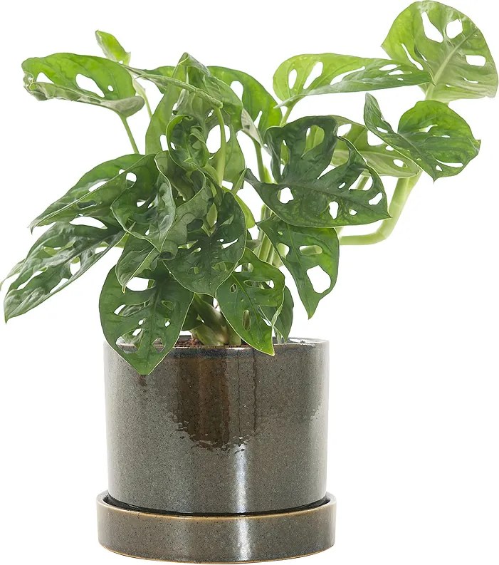 Gatenplant (Monstera obliqua) incl. 'Deep forest' pot