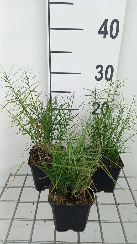 Carex muskingumensis 'Little Midge' - pot 9x9 cm