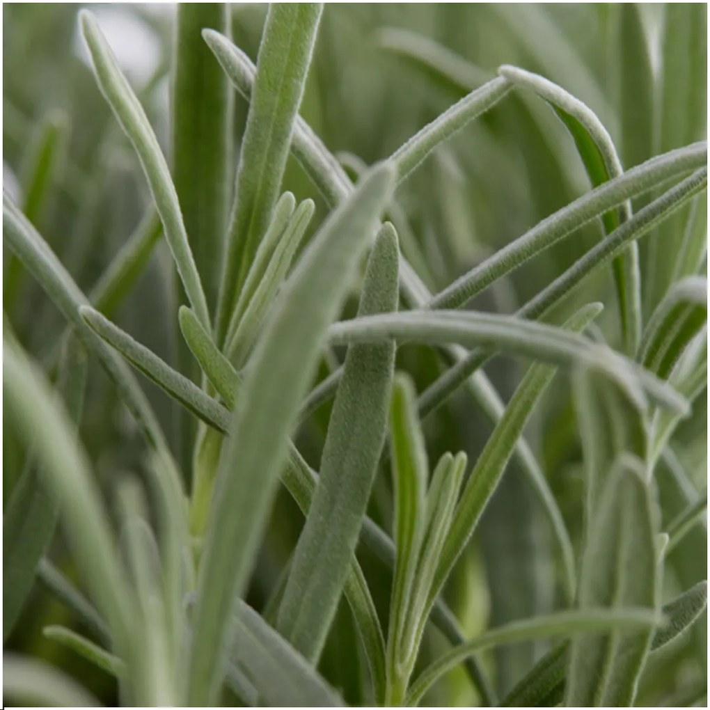 6 pack Lavendel angustifolia - 6 xØ7 cm - ↕15 cm
