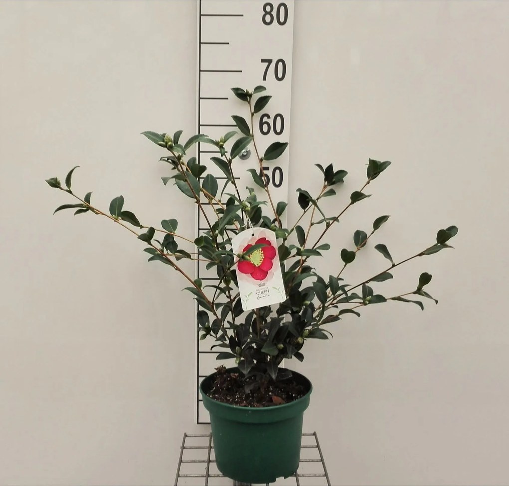 Camellia sasanqua - pot - 40-50 cm