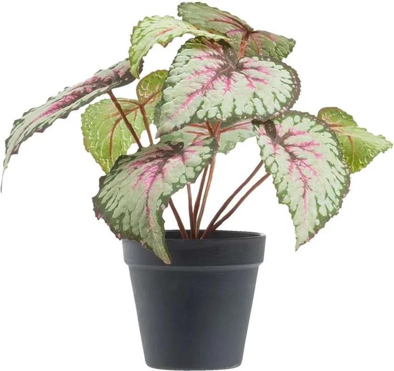 Begonia in pot - grijs/roze/zwart - 25 cm - Leen Bakker