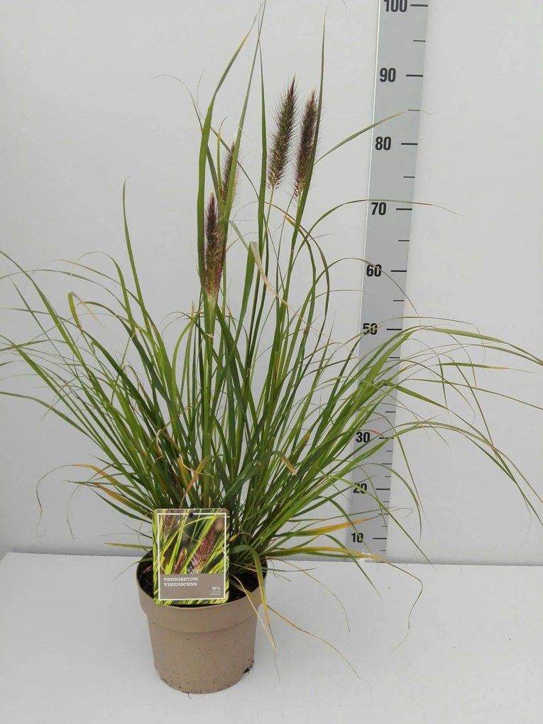 Pennisetum alopecuroides f. viridescens - pot 3L -