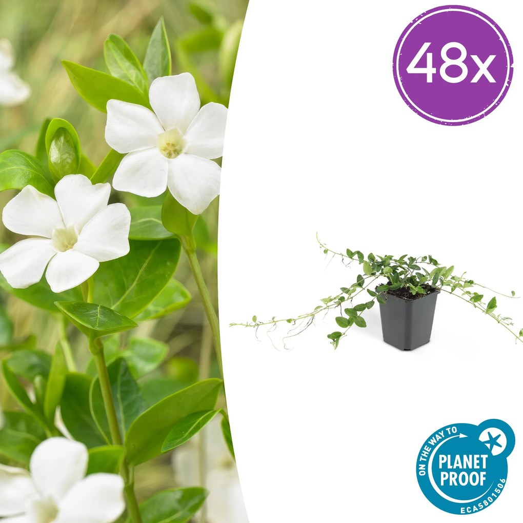 Vinca minor 'Alba' - 20cm