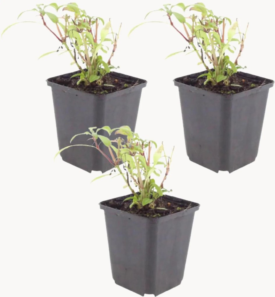 Planten Rode Valeriaan Centranthus Ruber Coccineus, 3-delig