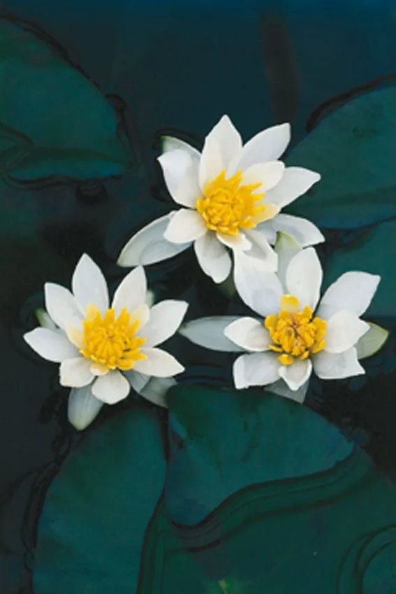 Nymphaea 'Pygmaea Alba' - pot 11x11 cm