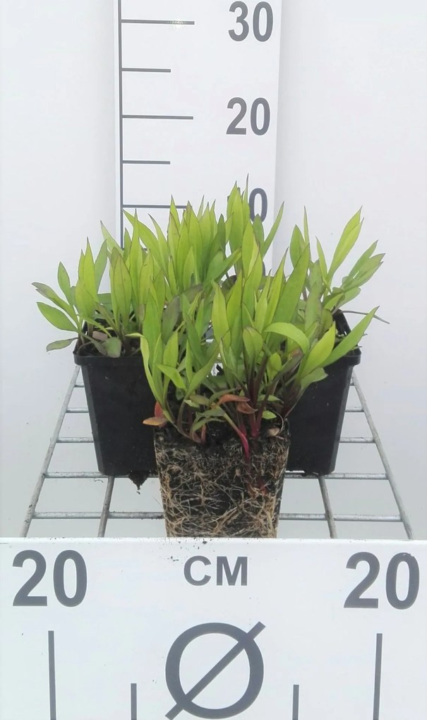 Aster 'Prof. Anton Kippenberg' - pot 9x9 cm