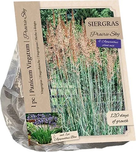 Baltus Panicum Prairie Sky &amp; Agapanthus Blue - 2 stuks - Siergras &amp; Vaste plant