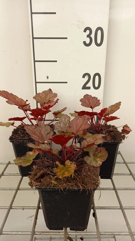 Heuchera 'Peach Flambé' - pot 9x9 cm