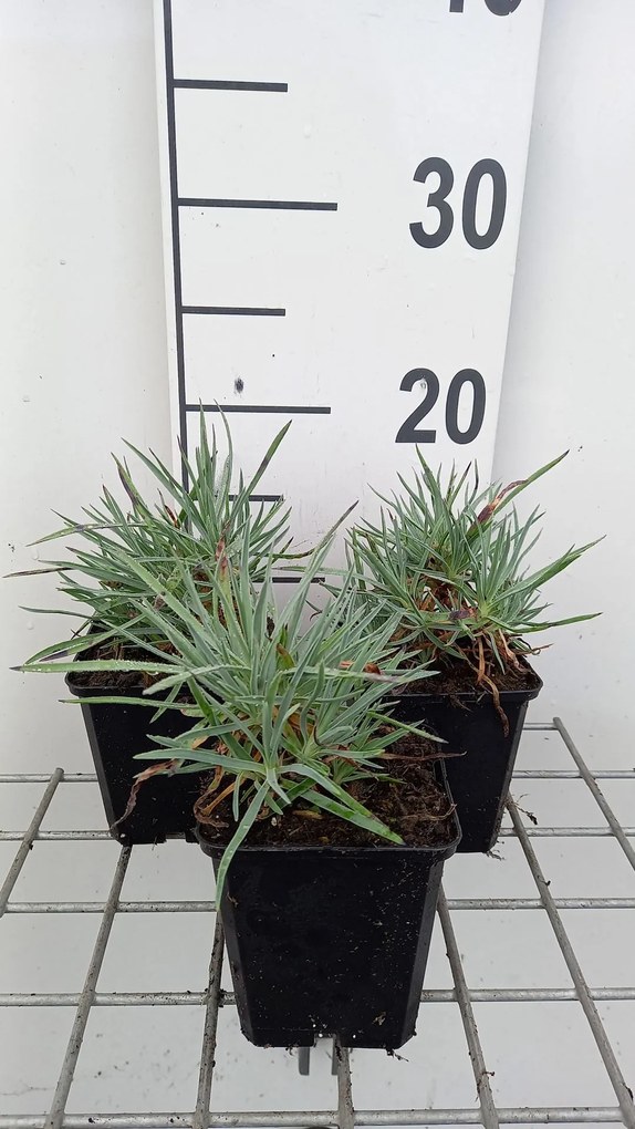 Dianthus gratianopolitanus 'Rotkäppchen' - pot 9x9 cm