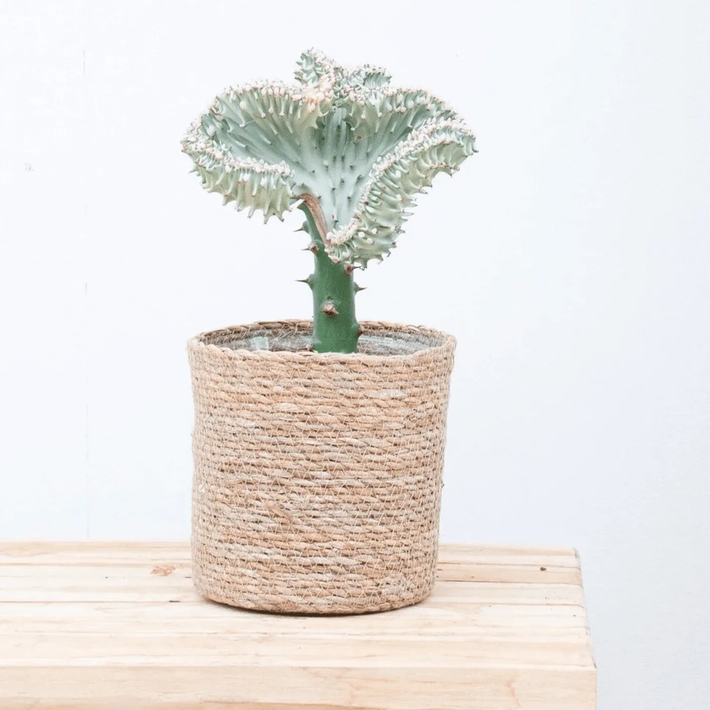 Euphorbia lactea Cristata wit - 30cm