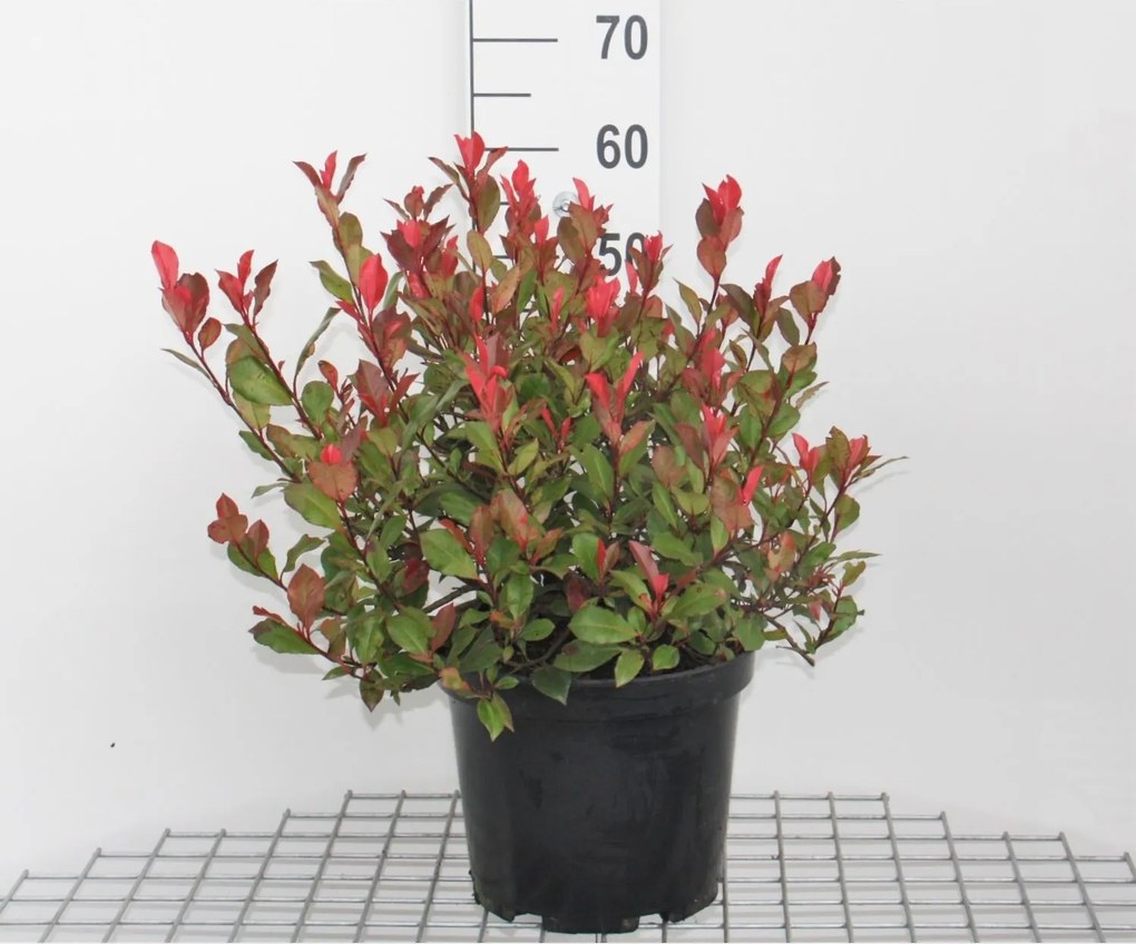 Photinia x fraseri 'Camilvy' - pot - 40-60 cm
