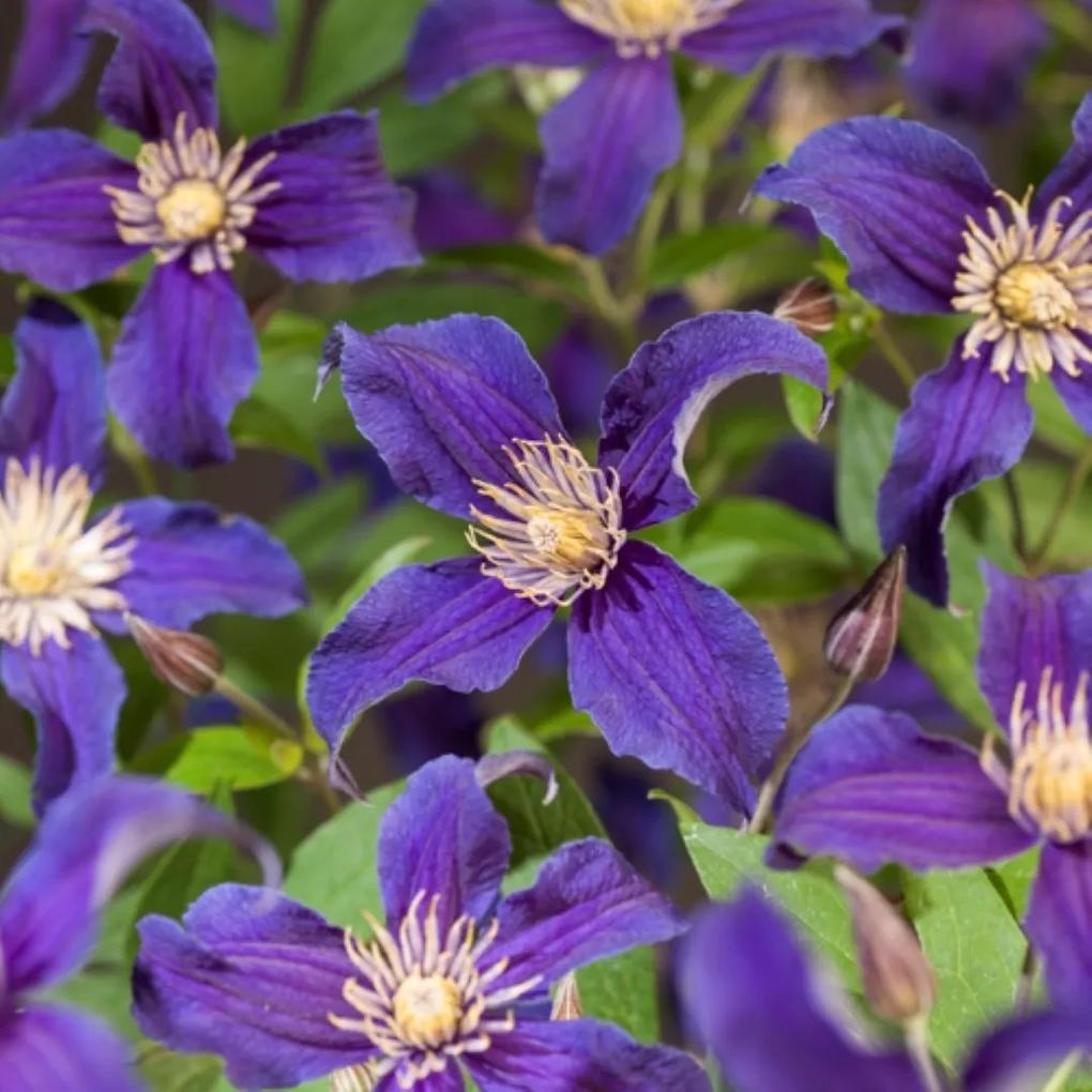Klimplant Clematis So Many Blue Flowers PBR 120 cm