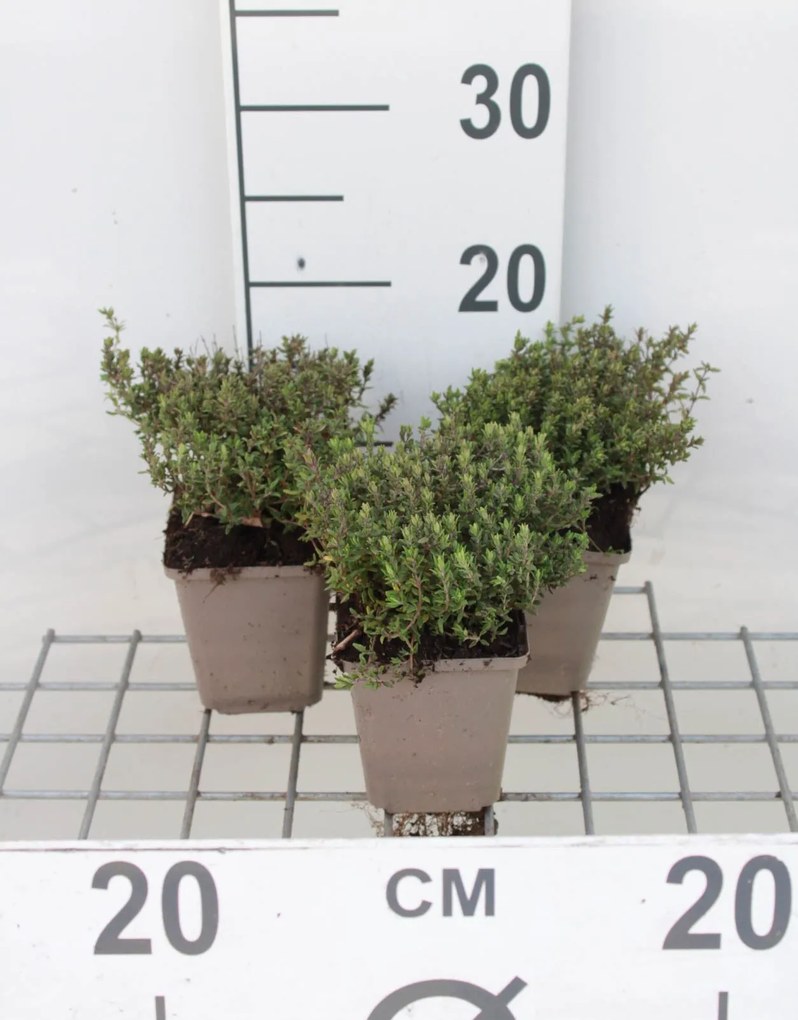 Thymus vulgaris 'Compactus' - pot 9x9 cm (Tijm - 'Groene Tijm' / 'Compacte Tijm' (syn.)) -