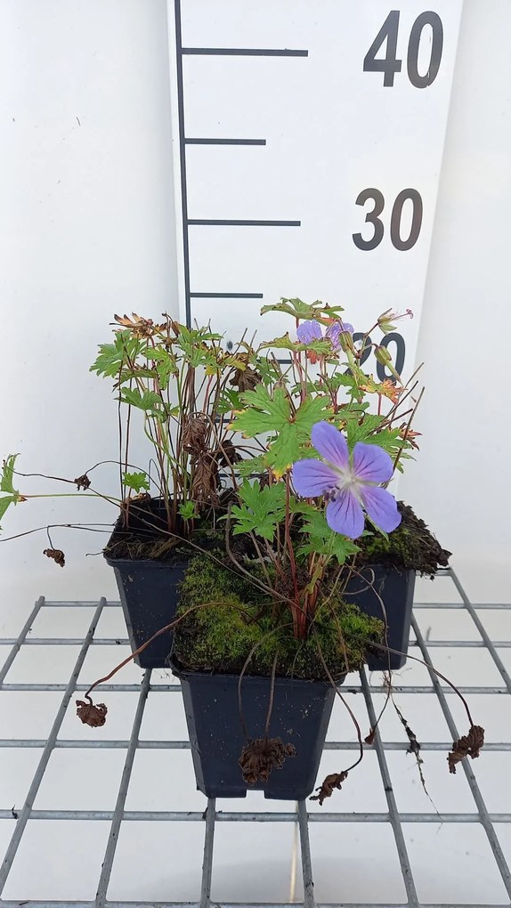 Geranium himalayense 'Gravetye' - pot 9x9 cm
