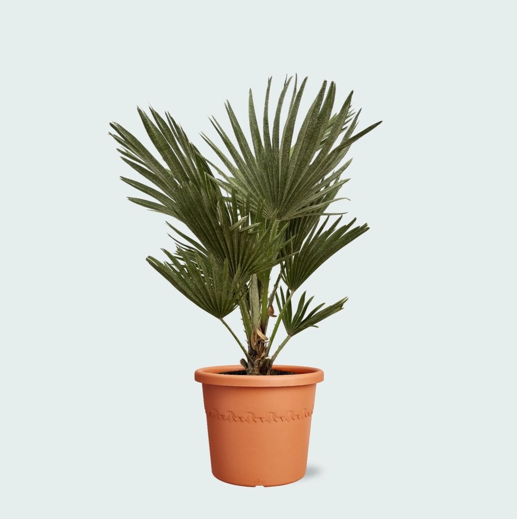 Chamaerops Humilis Vulcano - 80cm