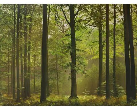 HOME AFFAIRE behang, »Autumn Forest«, 366x254 cm