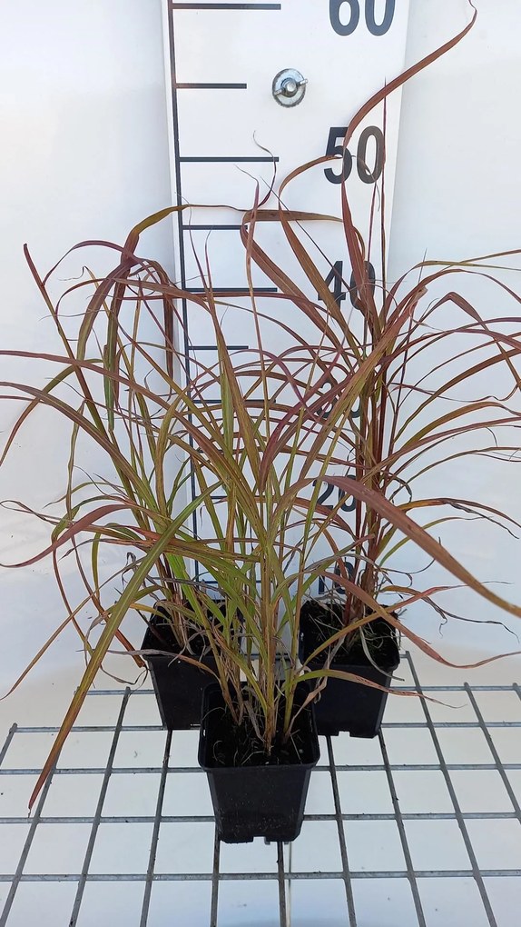 Miscanthus sinensis 'Ghana' - pot 9x9 cm