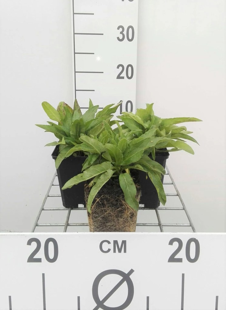 Campanula glomerata 'Acaulis' - pot 9x9 cm