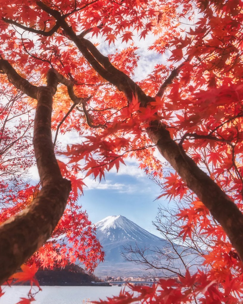 Foto Mt.fuji is in the autumn leaves, Makiko Samejima