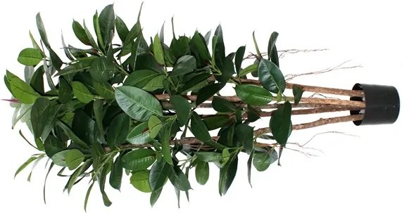 Philodendron Kolom kunstplant 155 cm