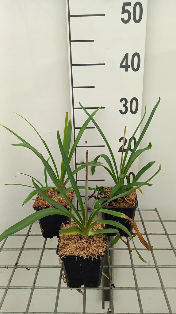 Agapanthus 'Polar Ice' - pot 9x9 cm