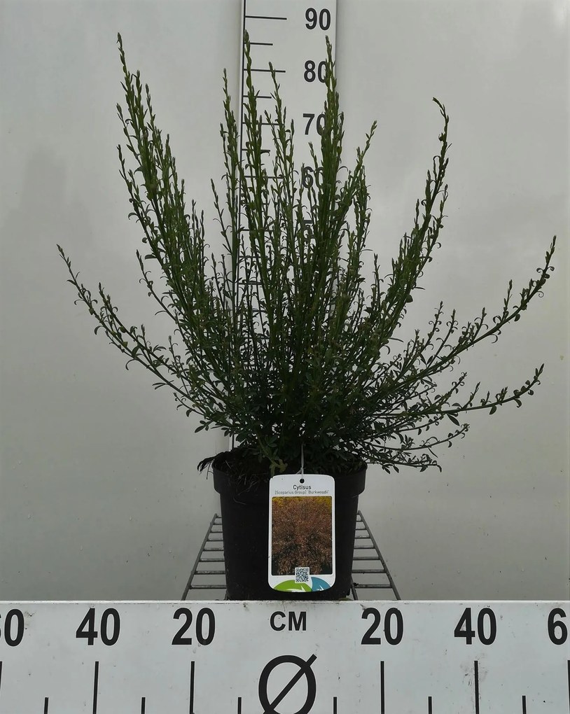 Cytisus 'Burkwoodii' - pot - 40-60 cm