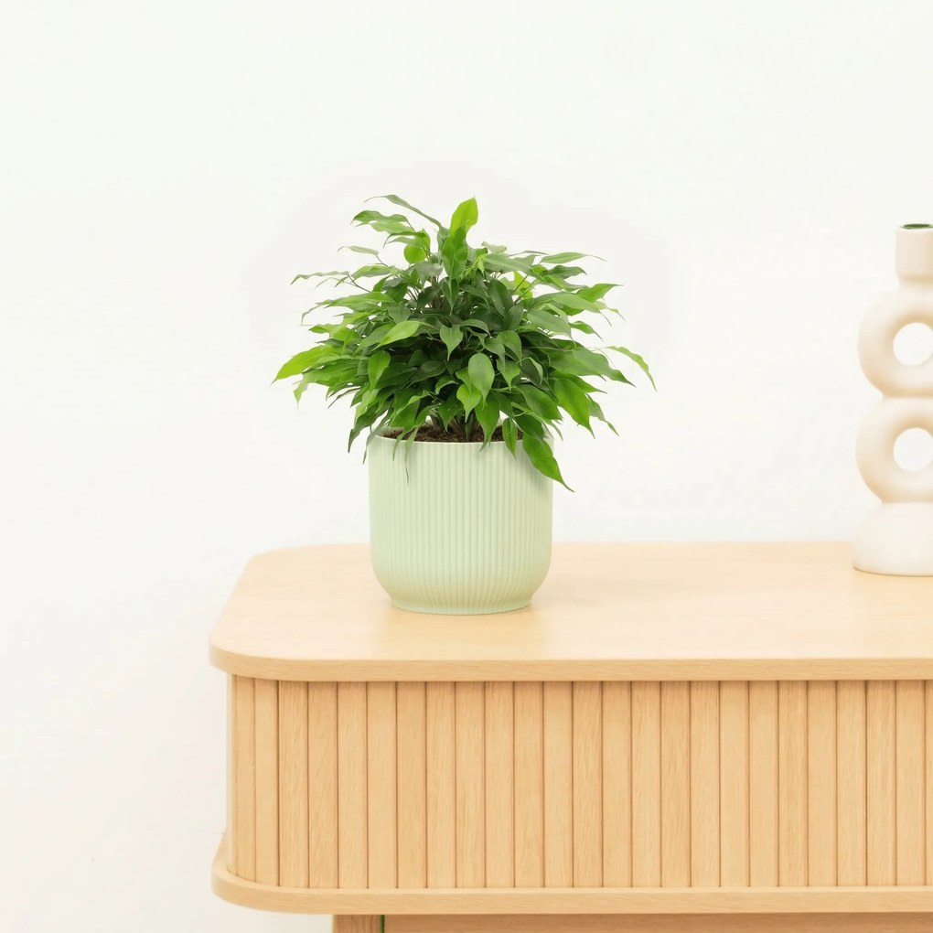 Ficus Benjamina op stam 'Green Kinky' - 30 cm