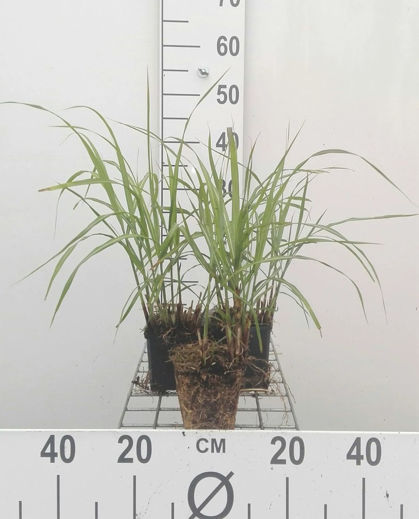 Miscanthus sinensis 'Herman Mussel' - pot 9x9 cm