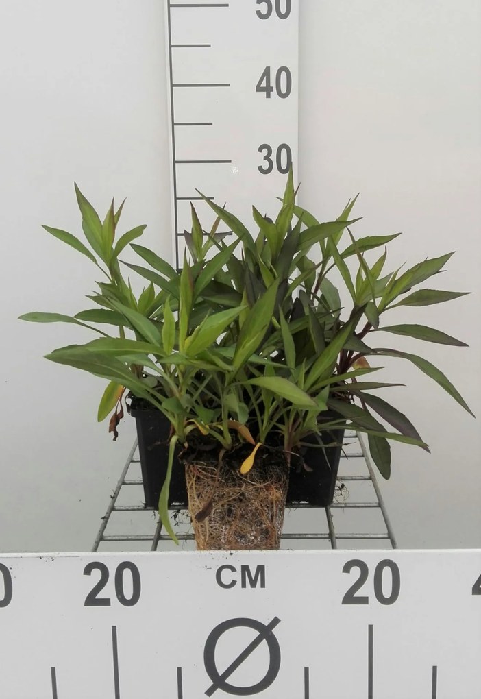 Aster novi-belgii 'White Ladies' - pot 9x9 cm -